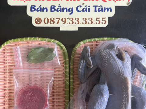 Trại gà đen Tây Bắc Sơn Vũ