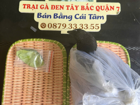 Trại gà đen Tây Bắc Sơn Vũ