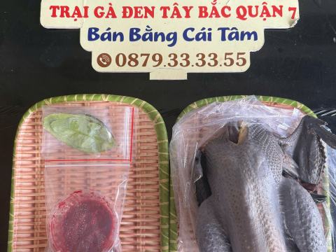 Trại gà đen Tây Bắc Sơn Vũ