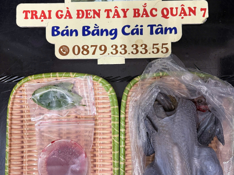 Trại gà đen Tây Bắc Sơn Vũ