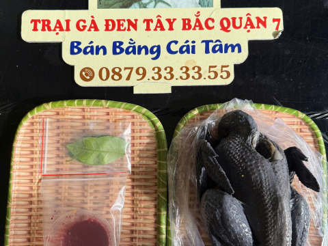 Trại gà đen Tây Bắc Sơn Vũ