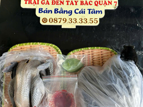 Trại gà đen Tây Bắc Sơn Vũ