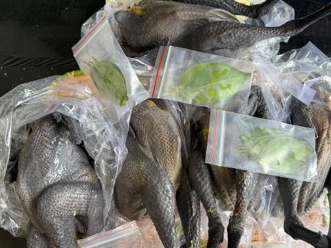 Trại gà đen Tây Bắc Sơn Vũ