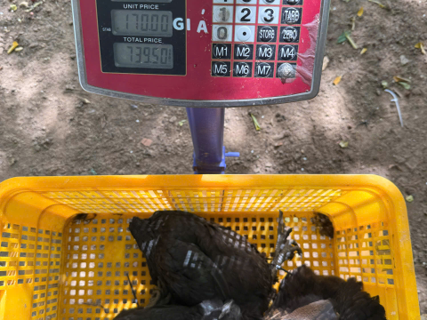 Trại gà đen Tây Bắc Sơn Vũ