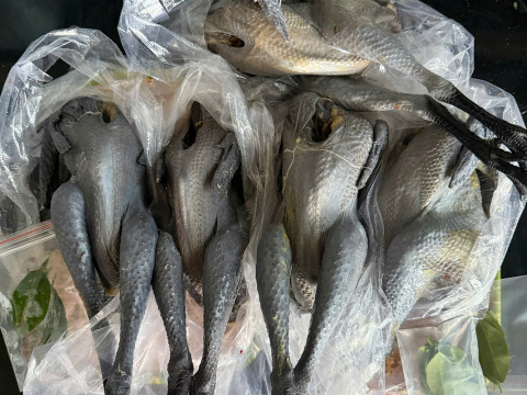 Trại gà đen Tây Bắc Sơn Vũ