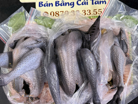Trại gà đen Tây Bắc Sơn Vũ