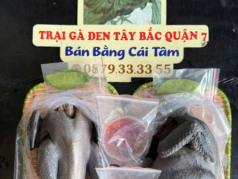 Trại gà đen Tây Bắc Sơn Vũ