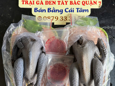 Trại gà đen Tây Bắc Sơn Vũ