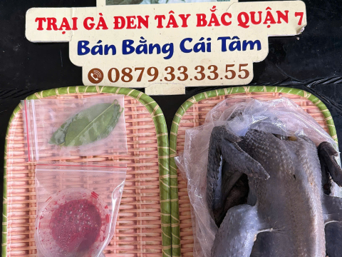 Trại gà đen Tây Bắc Sơn Vũ