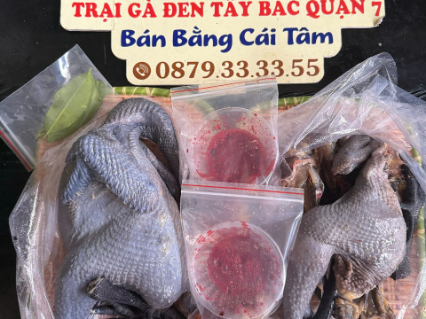 Trại gà đen Tây Bắc Sơn Vũ