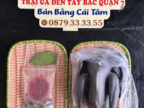 Trại gà đen Tây Bắc Sơn Vũ