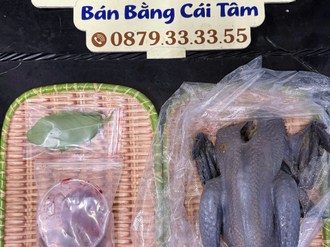 Trại gà đen Tây Bắc Sơn Vũ