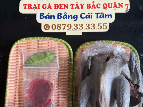 Trại gà đen Tây Bắc Sơn Vũ