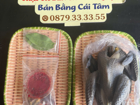 Trại gà đen Tây Bắc Sơn Vũ
