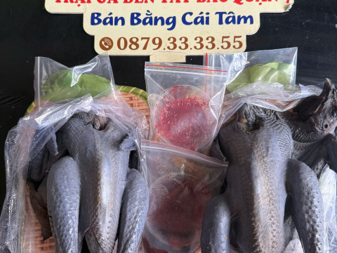 Trại gà đen Tây Bắc Sơn Vũ