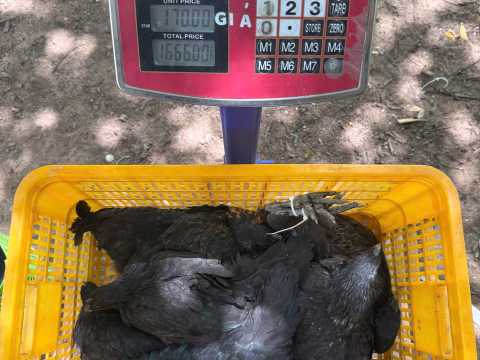 Trại gà đen Tây Bắc Sơn Vũ
