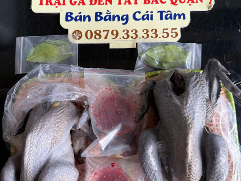 Trại gà đen Tây Bắc Sơn Vũ