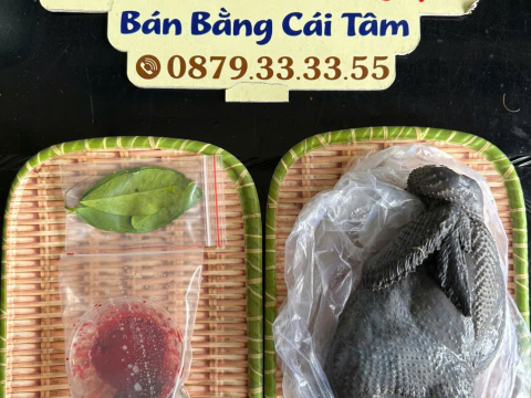 Trại gà đen Tây Bắc Sơn Vũ