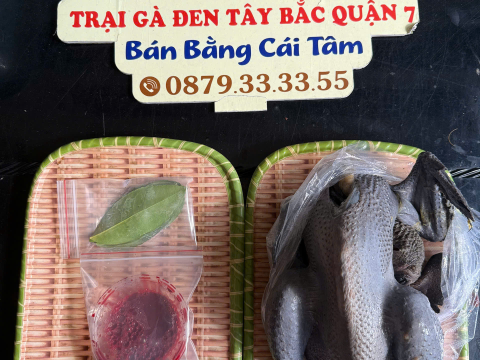 Trại gà đen Tây Bắc Sơn Vũ