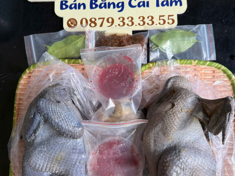 Trại gà đen Tây Bắc Sơn Vũ
