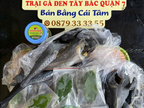 Trại gà đen Tây Bắc Sơn Vũ