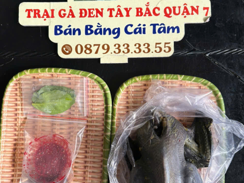 Trại gà đen Tây Bắc Sơn Vũ