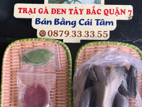 Trại gà đen Tây Bắc Sơn Vũ