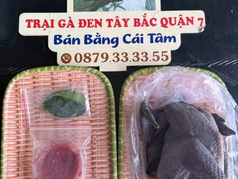 Trại gà đen Tây Bắc Sơn Vũ