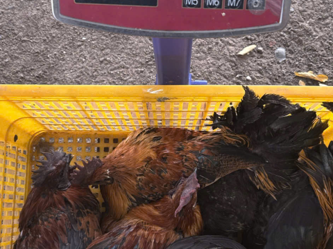 Trại gà đen Tây Bắc Sơn Vũ