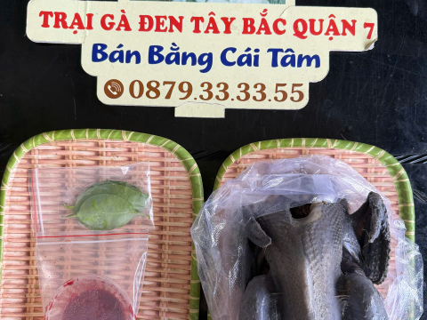 Trại gà đen Tây Bắc Sơn Vũ
