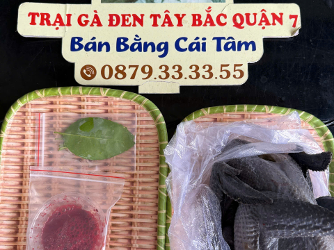Trại gà đen Tây Bắc Sơn Vũ