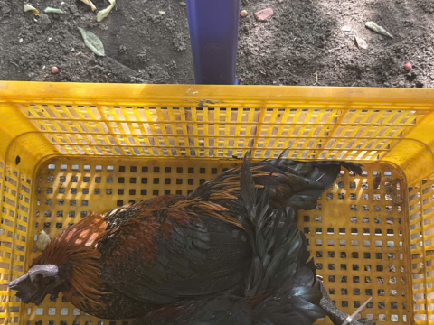 Trại gà đen Tây Bắc Sơn Vũ