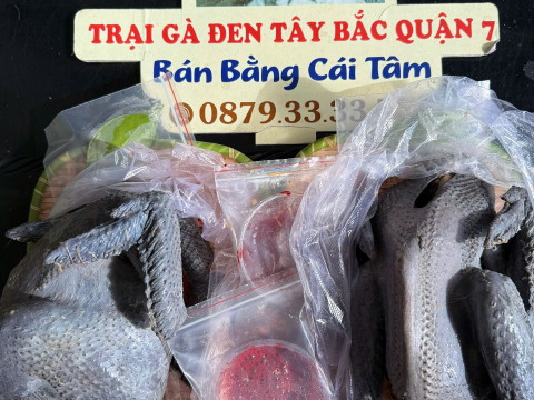 Trại gà đen Tây Bắc Sơn Vũ