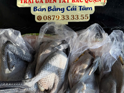 Trại gà đen Tây Bắc Sơn Vũ