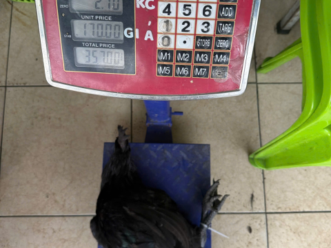 Trại gà đen Tây Bắc Sơn Vũ