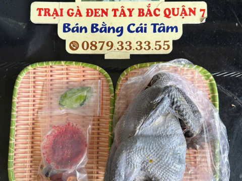 Trại gà đen Tây Bắc Sơn Vũ