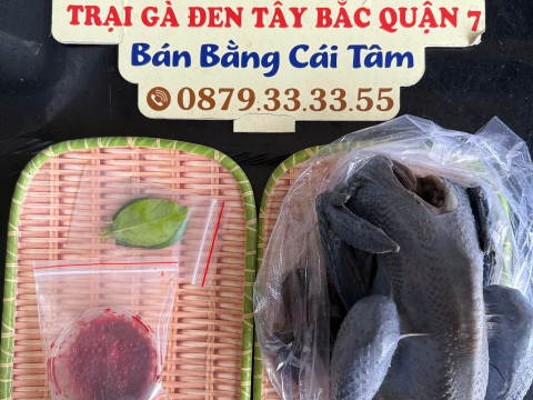 Trại gà đen Tây Bắc Sơn Vũ
