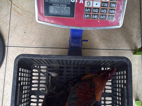 Trại gà đen Tây Bắc Sơn Vũ