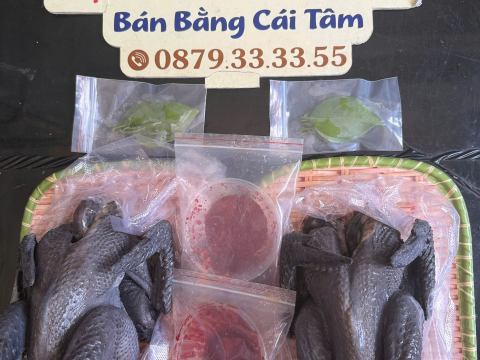 Trại gà đen Tây Bắc Sơn Vũ