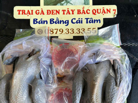 Trại gà đen Tây Bắc Sơn Vũ