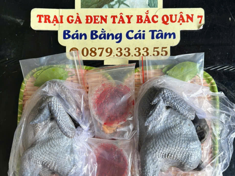 Trại gà đen Tây Bắc Sơn Vũ