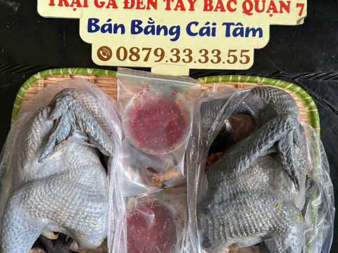 Trại gà đen Tây Bắc Sơn Vũ