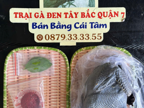 Trại gà đen Tây Bắc Sơn Vũ