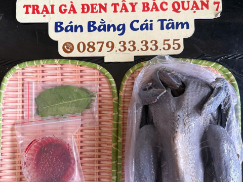 Trại gà đen Tây Bắc Sơn Vũ