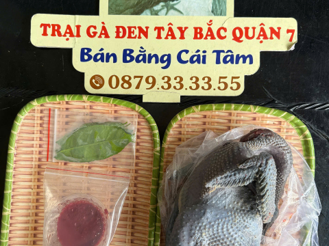 Trại gà đen Tây Bắc Sơn Vũ