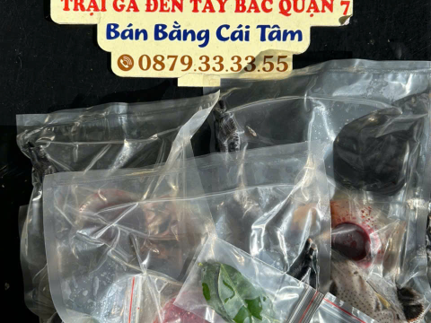 Trại gà đen Tây Bắc Sơn Vũ