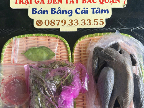 Trại gà đen Tây Bắc Sơn Vũ