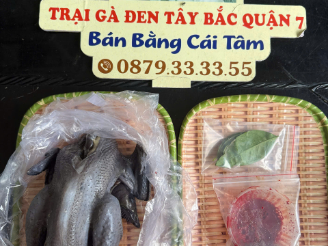 Trại gà đen Tây Bắc Sơn Vũ