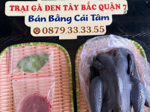 Trại gà đen Tây Bắc Sơn Vũ