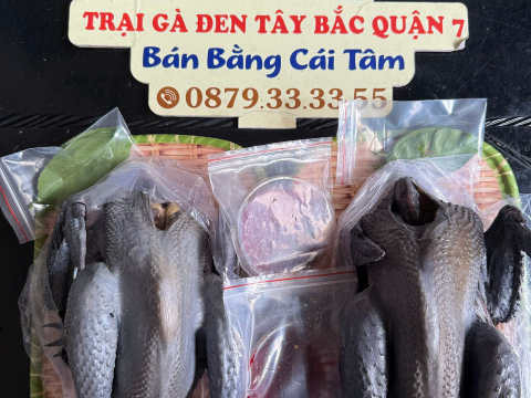 Trại gà đen Tây Bắc Sơn Vũ